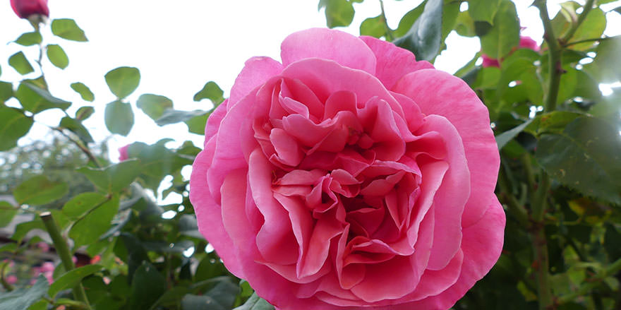 Rose des Jahres 2020: Edelrose „Elbflorenz“ von Züchter Meilland, 2006