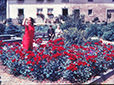 1970 Rosenanlage am St. Notkerbrunnen Nöggenschwiel